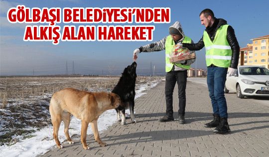 Gölbaşı Belediyesi sokak hayvanlarını unutmadı