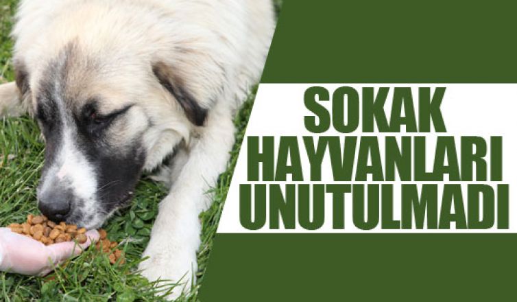 Gölbaşı Belediyesi sokak hayvanlarını unutmadı!