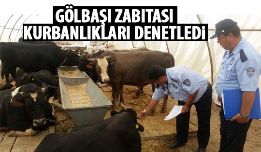 Gölbaşı zabıtasından kurbanlıklara denetim