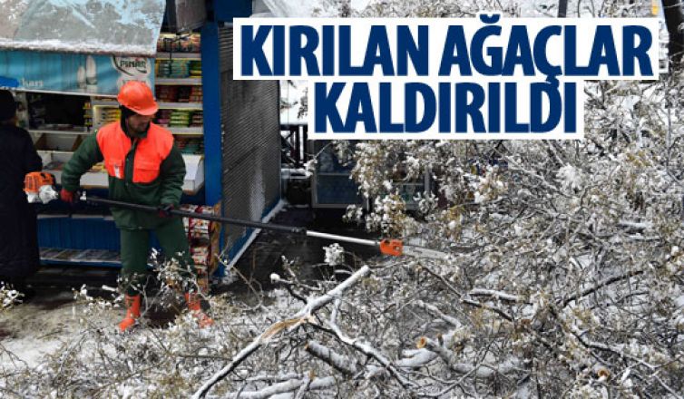 Kar yağışı sonrası kırılan ağaçlar kırılıyor