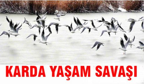 Karda yaşam savaşı