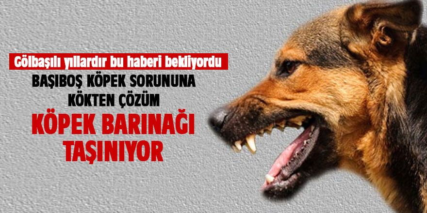 Köpek barınağı taşınacak