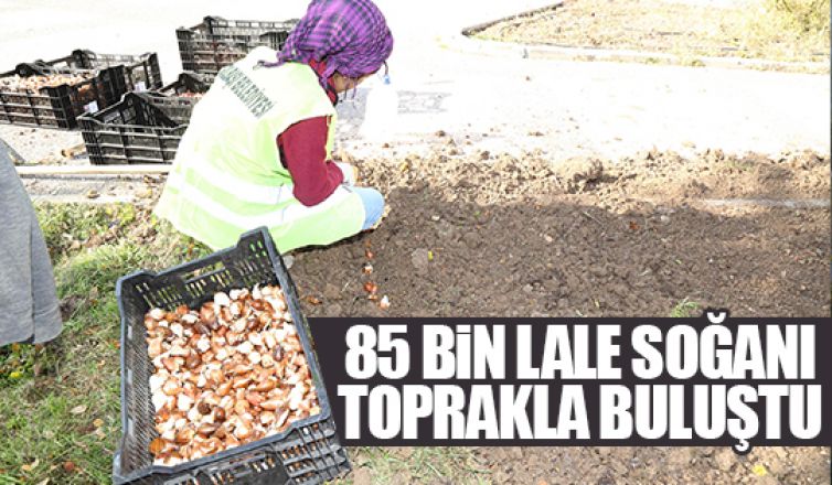 Lale soğanları toprakla buluştu!