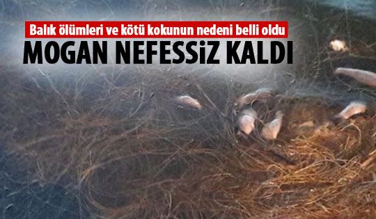 Mogan nefessiz kaldı