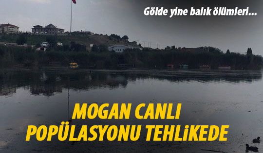 Mogan'da yine balık ölümleri