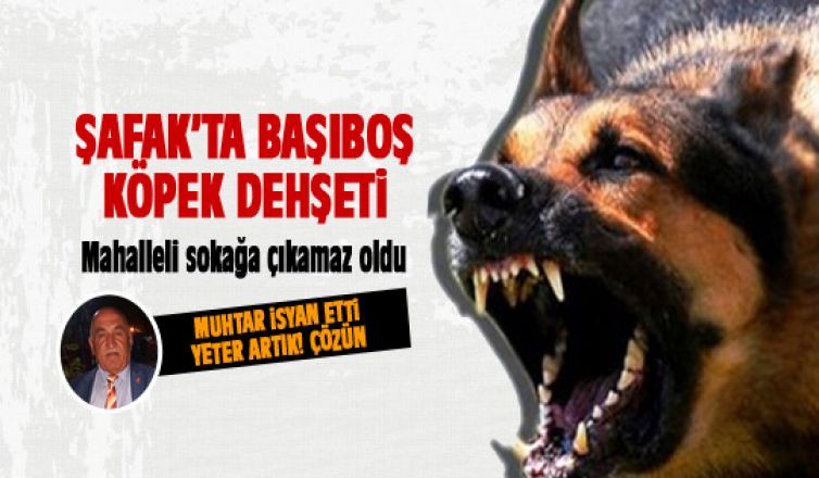 Şafak'ta başıboş köpek dehşeti