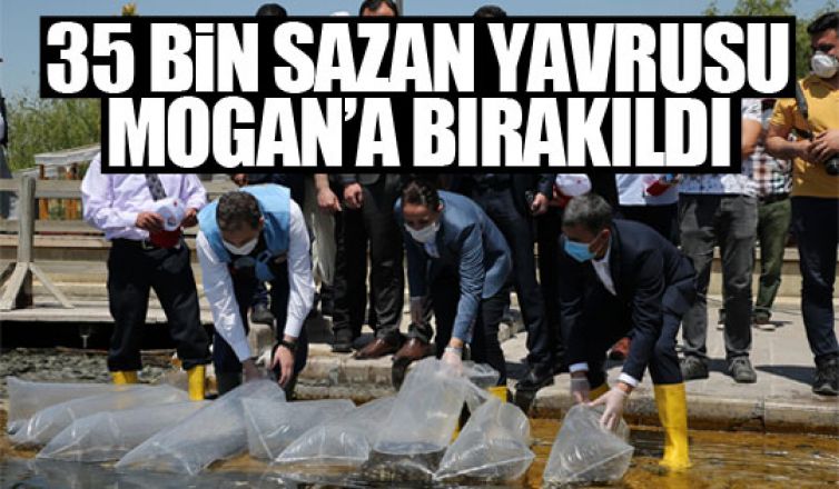 Sazan yavruları Mogan Gölü'ne bırakıldı!