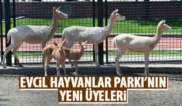 Sincan Evcil Hayvanlar Parkı'na yeni üyeler