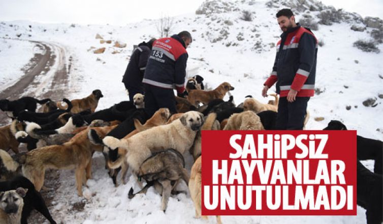 Sokak hayvanları unutulmadı