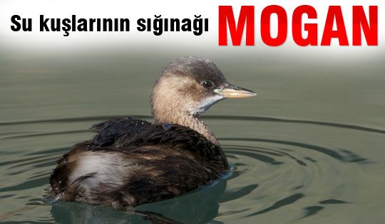 Su kuşlarının sığınağı Mogan