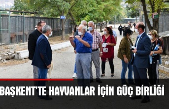 Büyükşehir ve hayvanseverler el ele