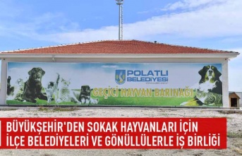 Büyükşehir'den sokak hayvanları için ilçe belediyeleri ve gönüllülerle iş birliği