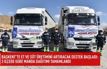 Başkent'te et ve süt üretimini artıracak destek başladı: 3 ilçede gebe manda dağıtımı tamamlandı