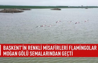 Başkent'in renkli misafirleri flamingolar mogan gölü semalarından geçti