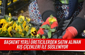 Başkent yerli üreticilerden satın alınan kış çiçekleri ile süsleniyor