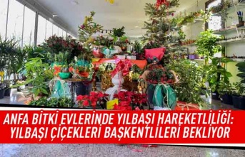 ANFA bitki evlerinde yılbaşı hareketliliği: Yılbaşı çiçekleri Başkentlileri bekliyor