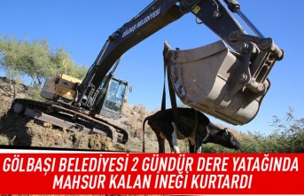 Gölbaşı Beledİyesi 2 gündür dere yatağında mahsur kalan ineği kurtardı