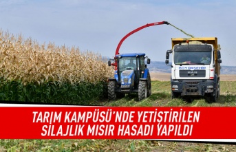 Tarım kampüsü'nde yetiştirilen silajlık mısır hasadı yapıldı