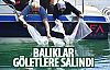 Balıklar göletlere salındı