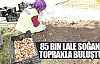 Lale soğanları toprakla buluştu!