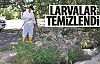 Larvalar temizleniyor