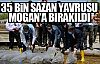 Sazan yavruları Mogan Gölü'ne bırakıldı!