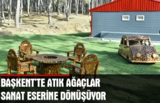 Başkent'te atık ağaçlar sanat eserine dönüşüyor