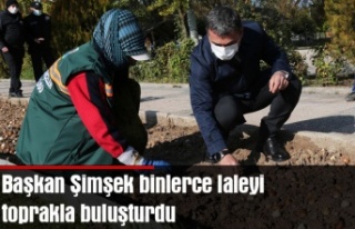 Başkan Şimşek binlerce laleyi toprakla buluşturdu