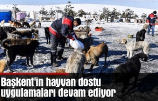 Başkent'in hayvan dostu uygulamaları devam...