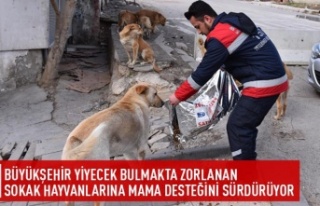 Büyükşehir yiyecek bulmakta zorlanan sokak hayvanlarına...