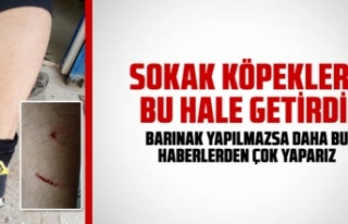 TOKİ'de sokak köpekleri çocuğa saldırdı...