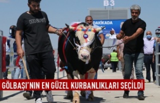 Gölbaşı'nın en güzel kurbanı seçildi