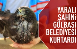 Gölbaşı Belediyesi Ekipleri Buldukları Şahin’in...