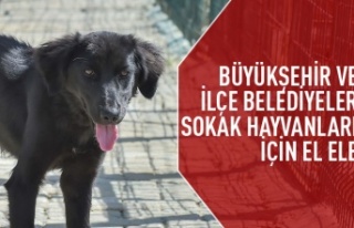 Büyükşehir ve ilçe belediyeler sokak hayvanları...