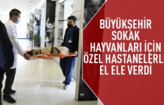 Büyükşehir ile özel hastaneler sokak hayvanları...