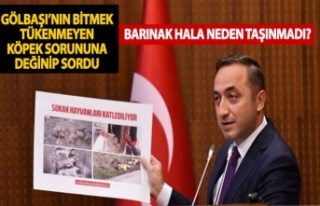 Murat Ilıkan başıboş köpek sorununu meclise yine...
