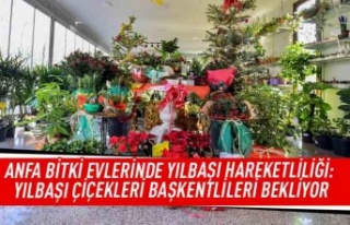 ANFA bitki evlerinde yılbaşı hareketliliği: Yılbaşı...