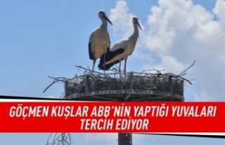 Göçmen kuşlar ABB'nin yaptığı yuvaları...