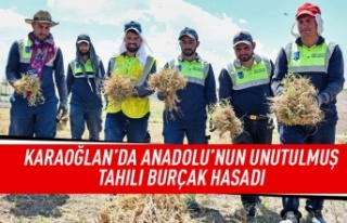 Gölbaşı, Karaoğlan'da burçak hasadı