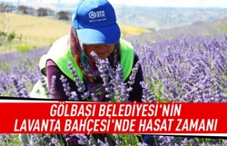 Gölbaşı lavanta bahçesinde hasat zamanı