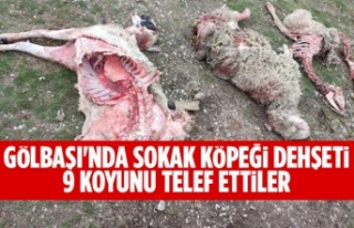 Sokak köpekleri koyunları telef etti