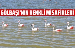 GÖLBAŞI’NIN RENKLİ MİSAFİRLERİ