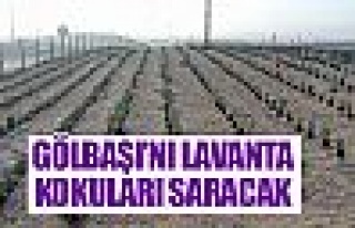 Başkent'i lavanta kokuları saracak!