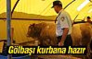 Gölbaşı kurbana hazır