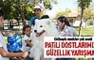 Gölbaşı'nda 150 köpek yarıştı