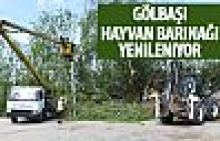 Hayvan barınağında yoğun çalışma