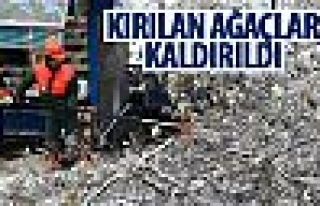 Kar yağışı sonrası kırılan ağaçlar kırılıyor