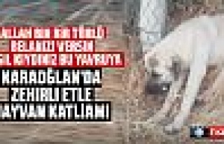 Karaoğlan'da zehirli etle toplu hayvan katliamı