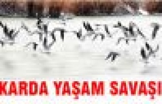 Karda yaşam savaşı