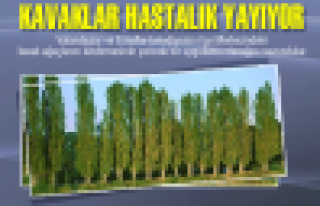 KAVAKLAR HASTALIK YAPIYOR